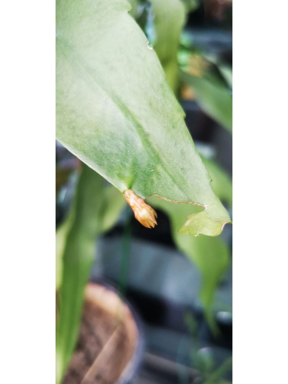冷知识:昙花爱吃肉,家里漂肉的水来浇花是极好的