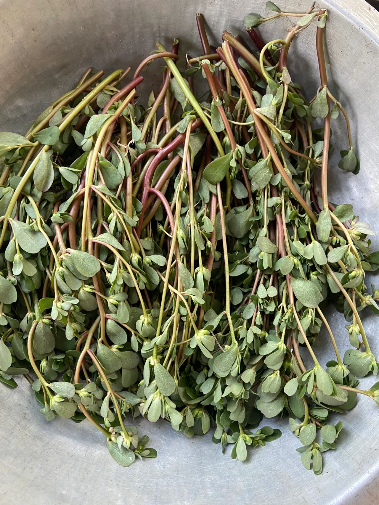 味道酸酸的 野菜 农村生活