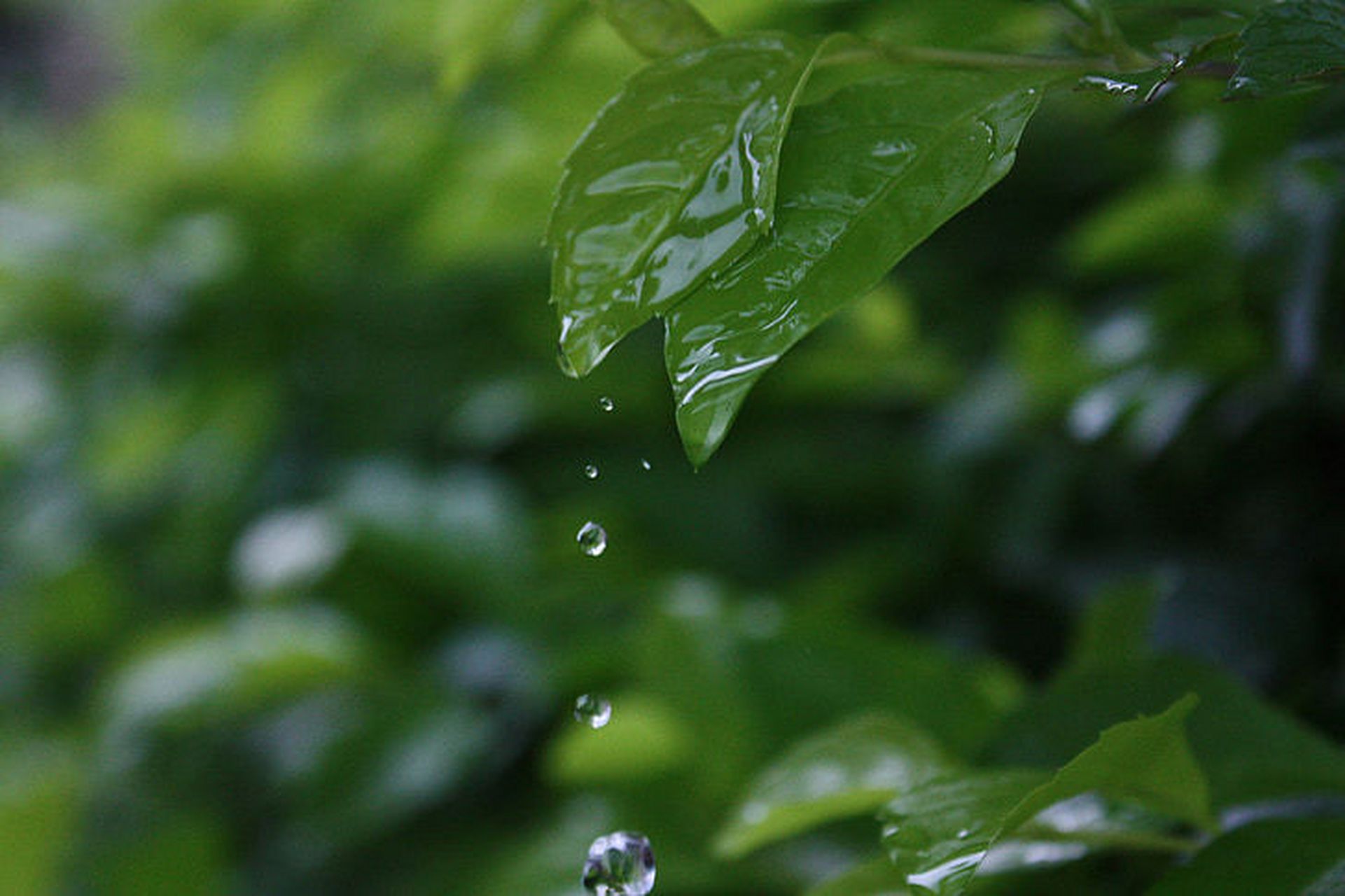 植物叶子水乳图片