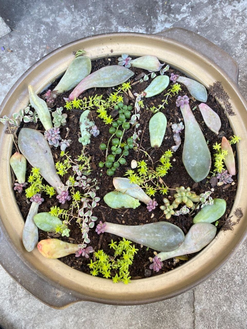 最好的护盆草(黄金万年草) 黄金万年草又叫黄金草,属于多肉植物的一种