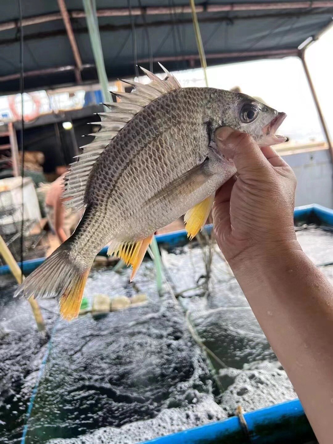 本文就来告诉你,海钓黄翅鱼该如何种草!