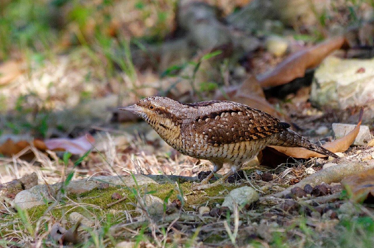 鸟类图鉴|广西鸟类记录062:蚁䴕 啄木鸟目>啄木鸟科>蚁䴕属 特征:体长