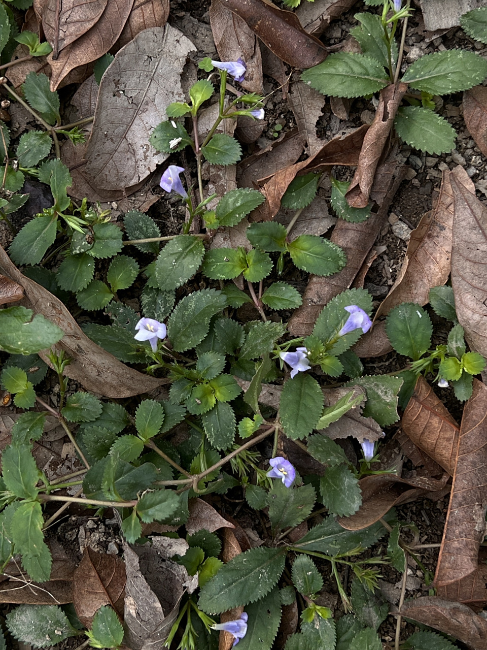 为玄参科植物旱田草 lindernia ruellioides (colsm.