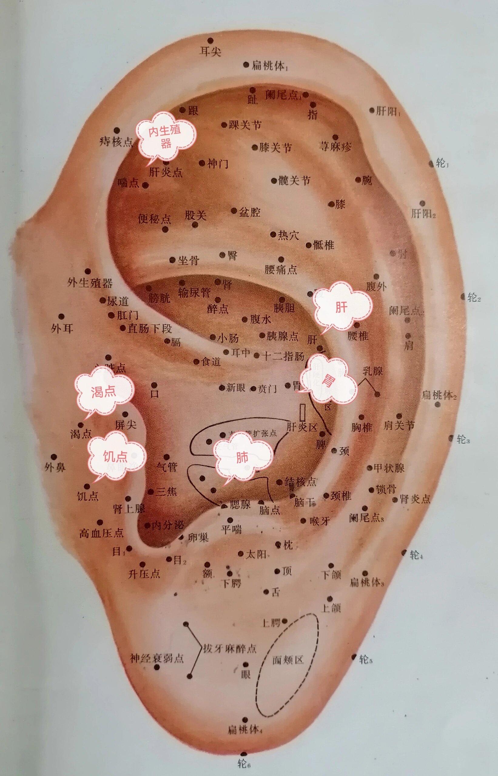 消渴主穴及配穴 根据文献记载消渴病基本与现代的糖尿病相符合 主穴5