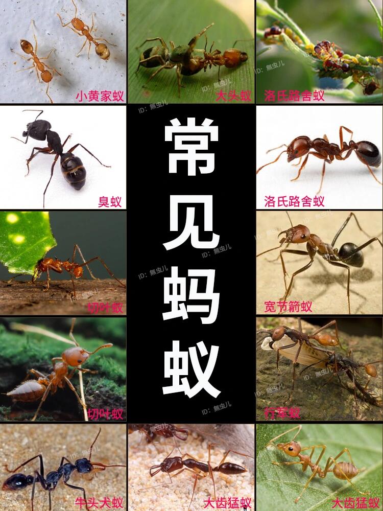 天呐,你了解家里蚂蚁种类吗