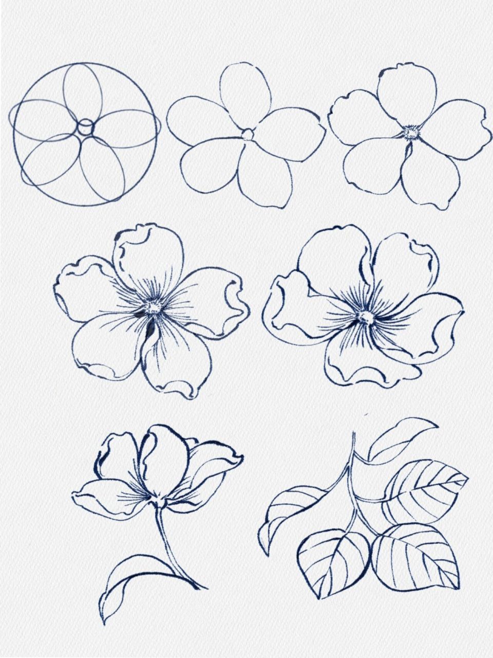 花】零基础小白简单易懂教程   7199【零基础学习花卉绘画·月季