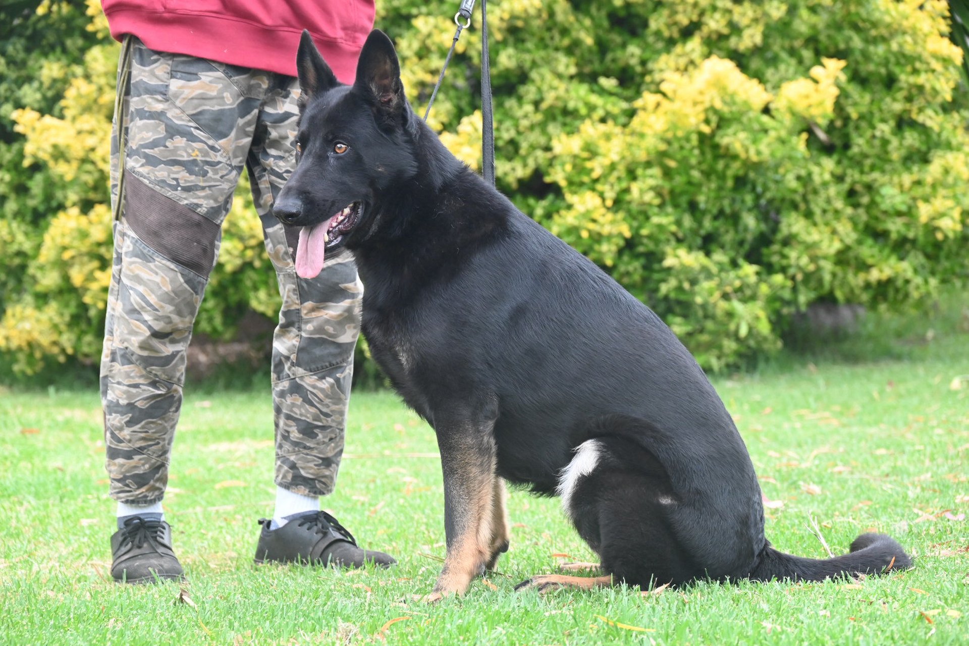 纯种德国牧羊犬,太极色,母