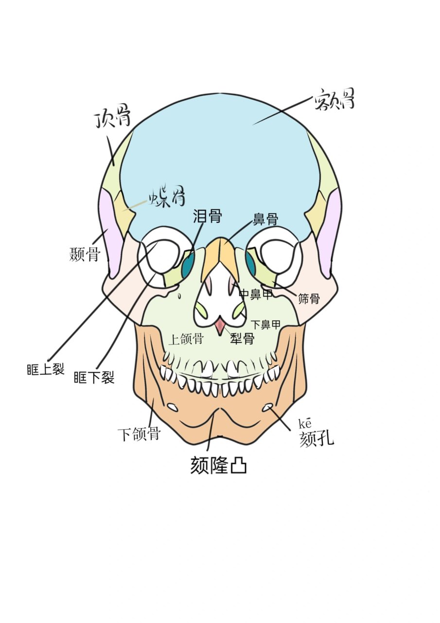 颅骨前面观图片图片