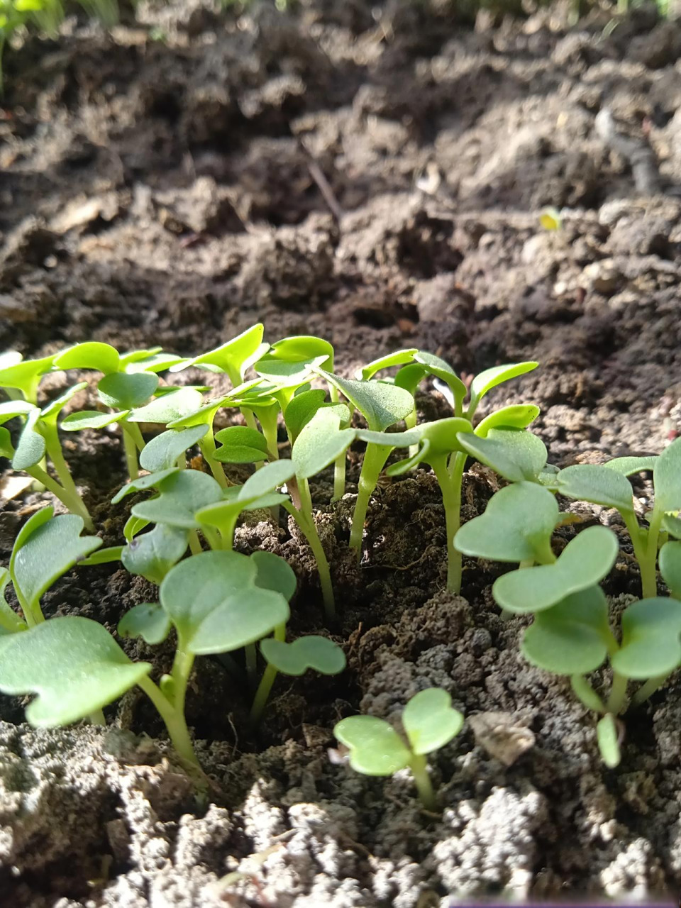 破土而出的小菜苗,小白菜和小菠菜充满了生机,种菜很有趣,再有一个月