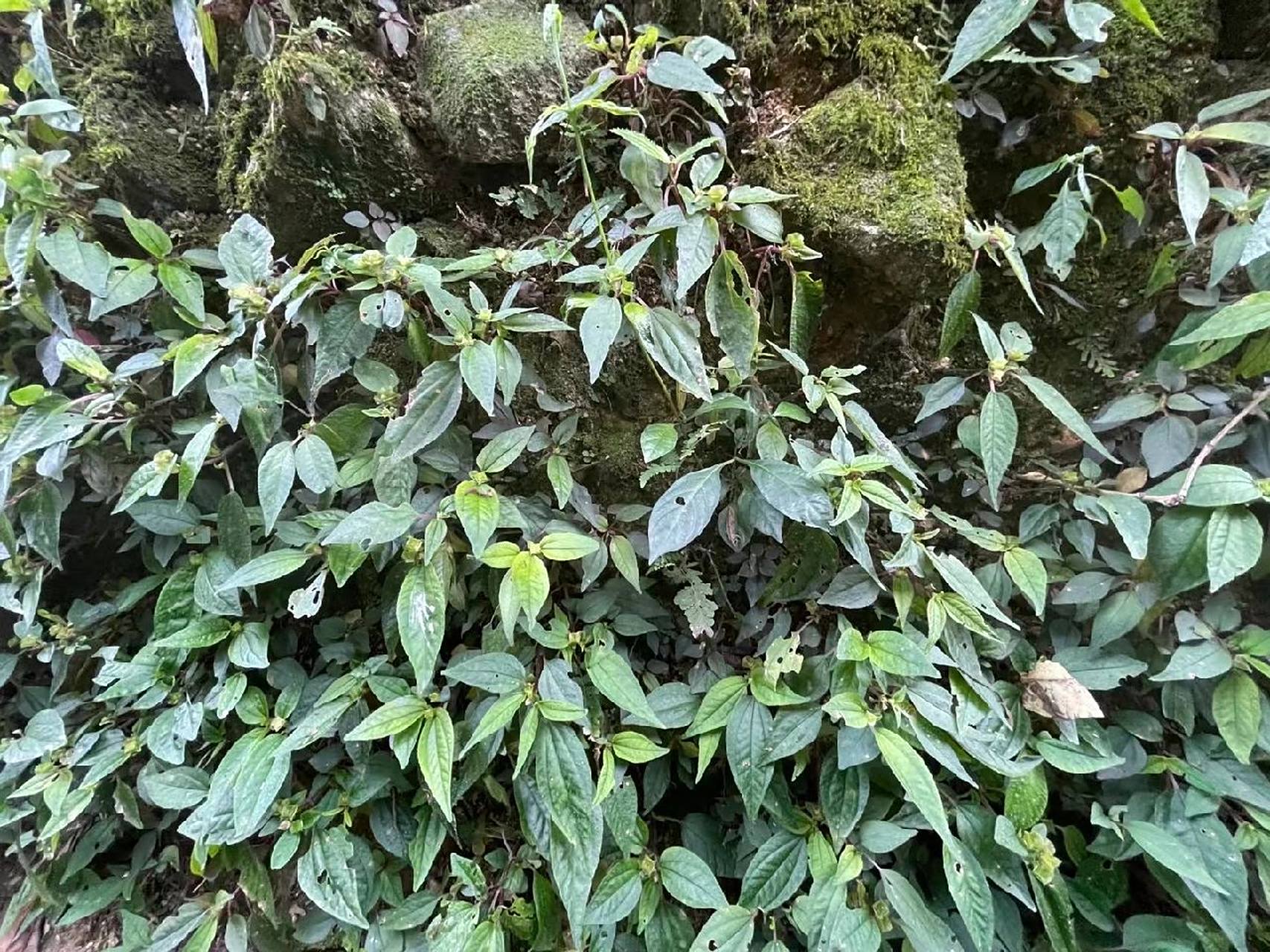 百草园 3 风鼓草 风柜斗草(风鼓草,肉穗草,楮头红),味酸,性凉,无毒.