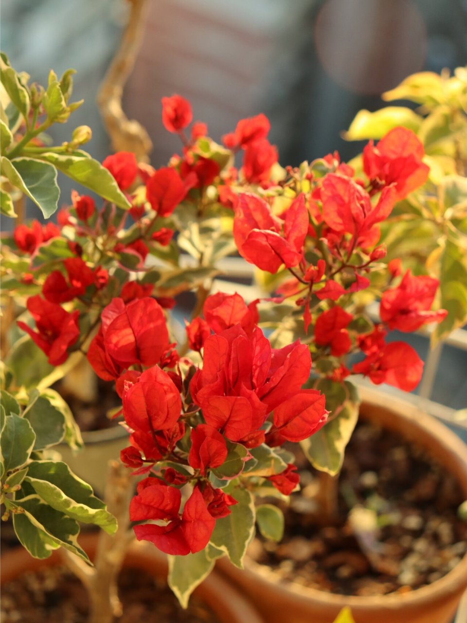 三角梅-孟加拉红 请允许我单方面宣布,孟加拉红就是最正的红 在我家