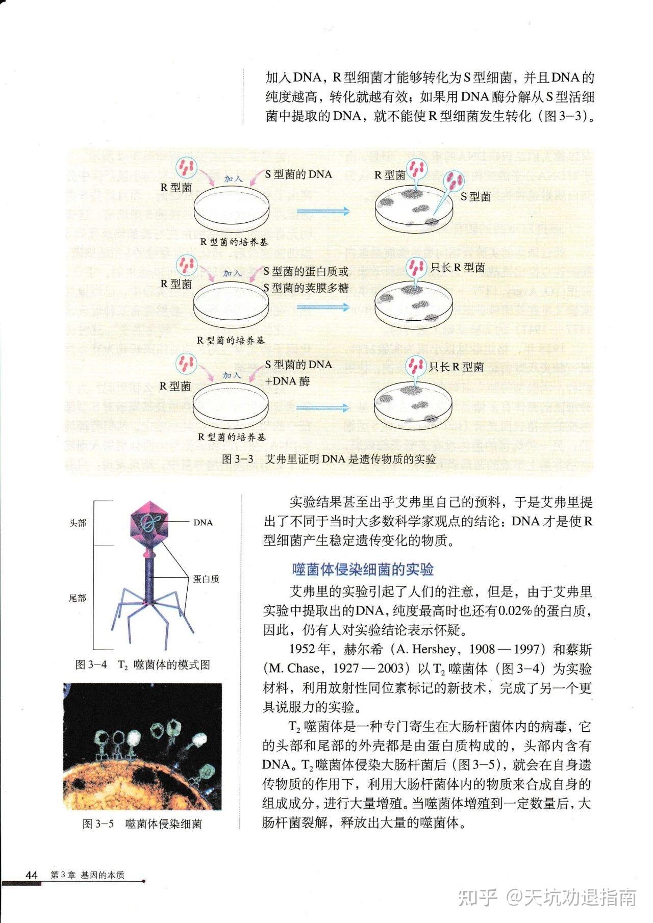 艾弗里转化实验图片