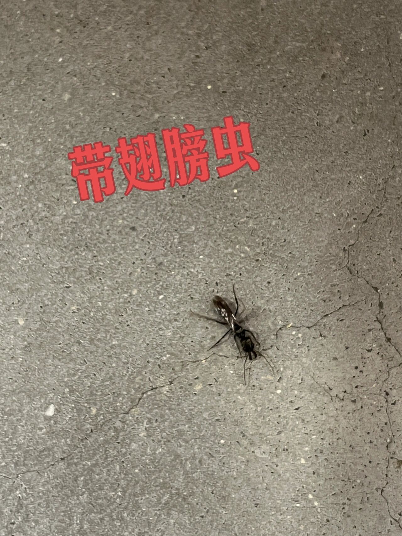 带翅膀的虫