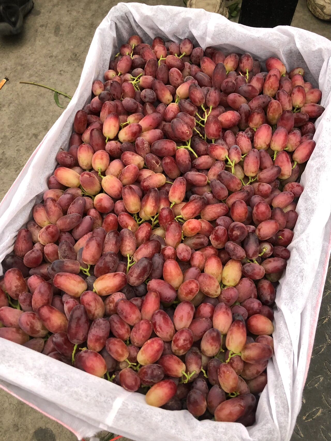 3.5元一斤的马特葡萄 在嘉峪关实现葡萄自由