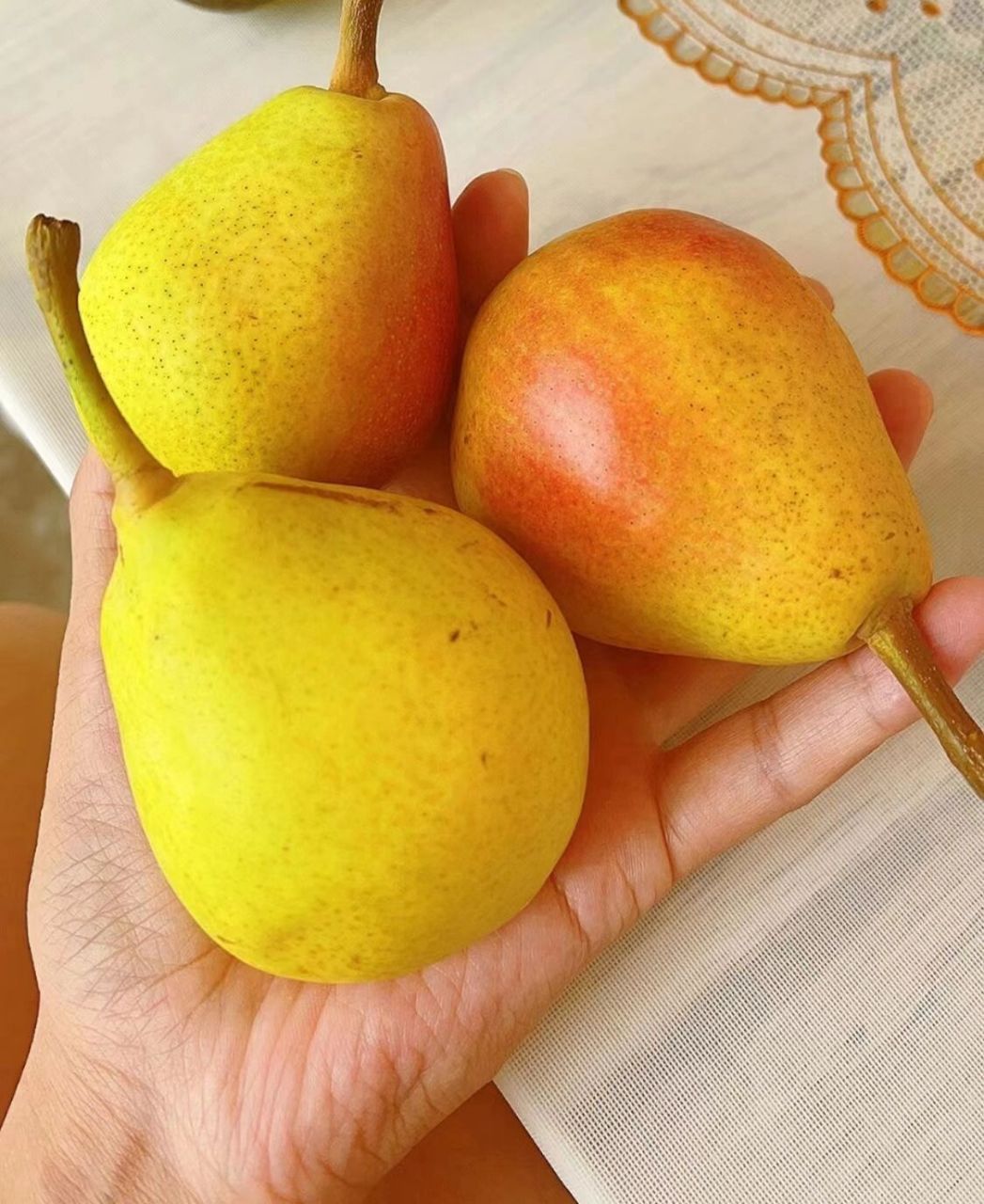 甘肃香蕉梨 太婆梨吃起来停不下 这个梨我们当地叫香蕉梨,入伏以后