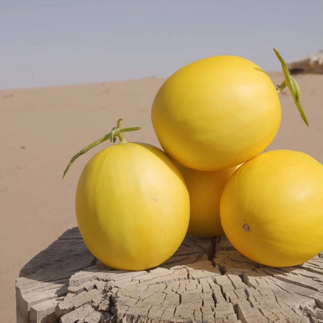 民勤蜜瓜,甘肃省民勤县特产,沙漠里"长"出来的蜜瓜,中国国家地理标志