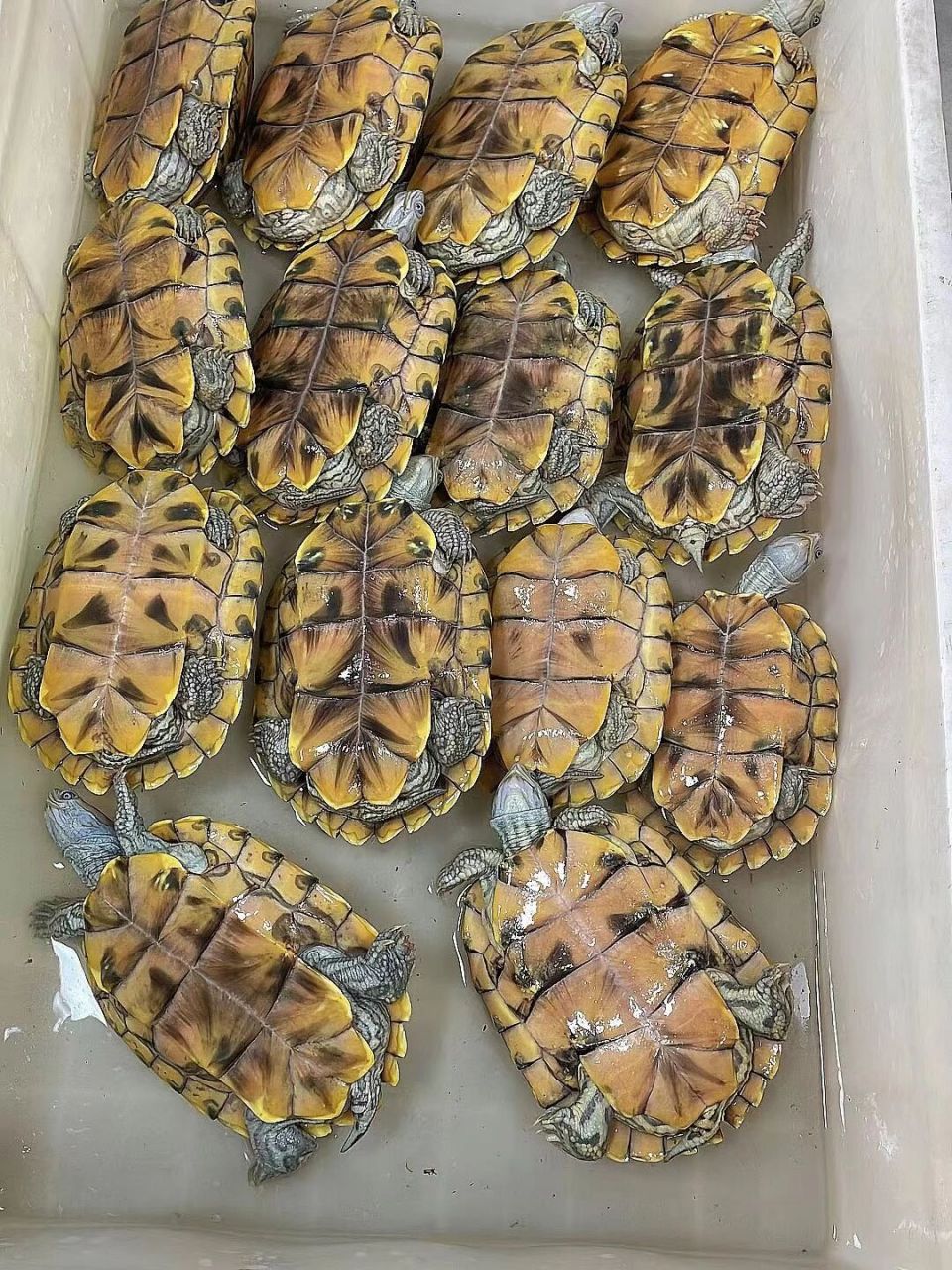 变异巴西龟彩巴#变异巴西龟# #彩巴# 一代神话之作,变异巴西的让排