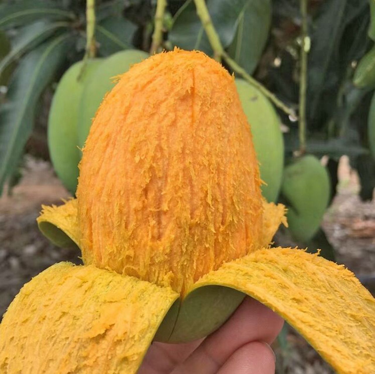 广东省特产 - 覃斗芒果 据史料记载,覃斗镇所在的湛江市在公元17世纪