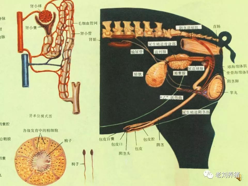 猪睾丸分解图片图片