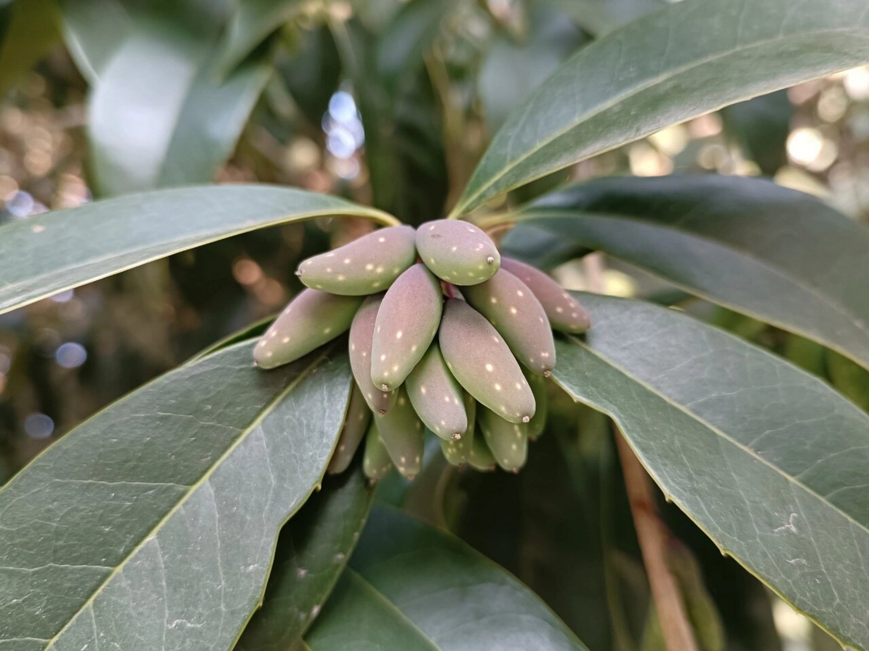 桂花果 不知为什么,每次看到这果子,就能联想到圆滚滚的海豹!