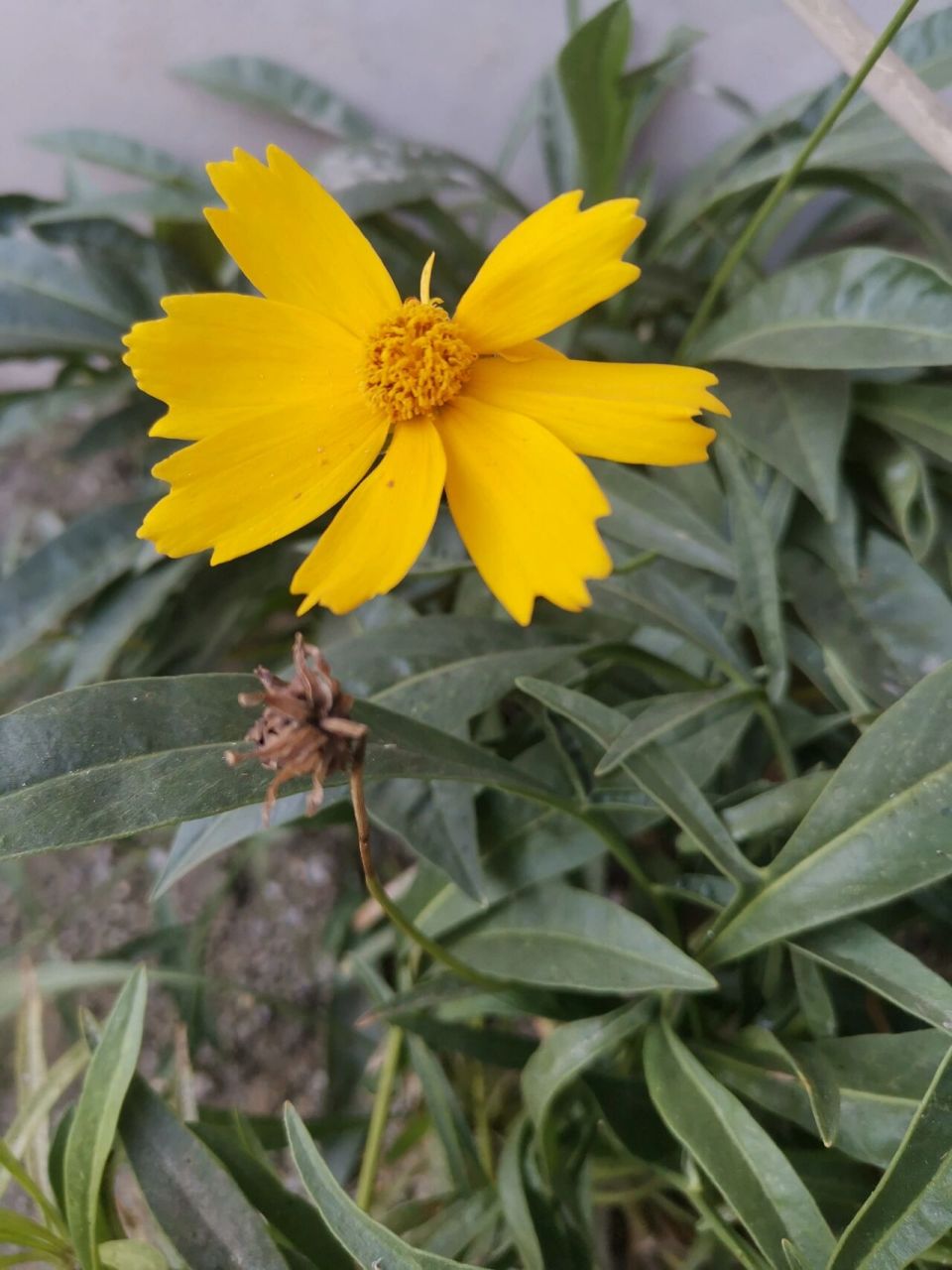 【金鸡菊】别名:孔雀菊,金钱菊.