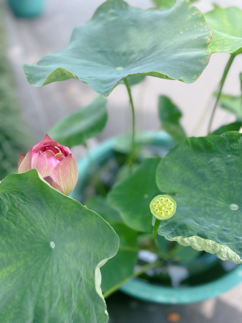 玄武湖荷花03哪里最好看? 南京玄武湖是全国八大赏荷胜地之一.