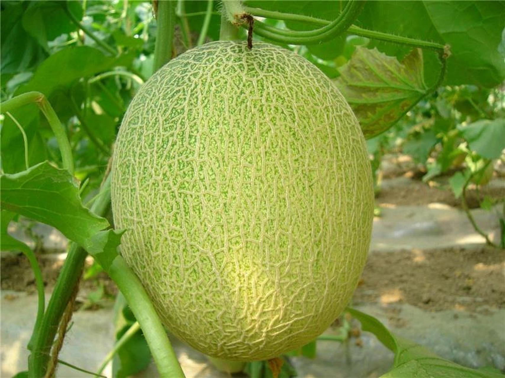 新疆特产|哈密瓜90 90哈密瓜,新疆维吾尔自治区哈密地区特产,中国