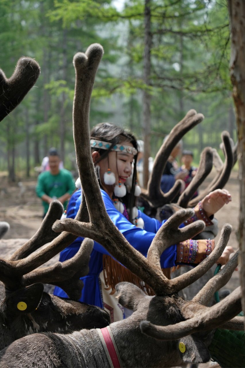 鄂温克族的百年孤独 根河敖鲁古雅驯鹿园 鄂温克族的百年孤独 根河敖
