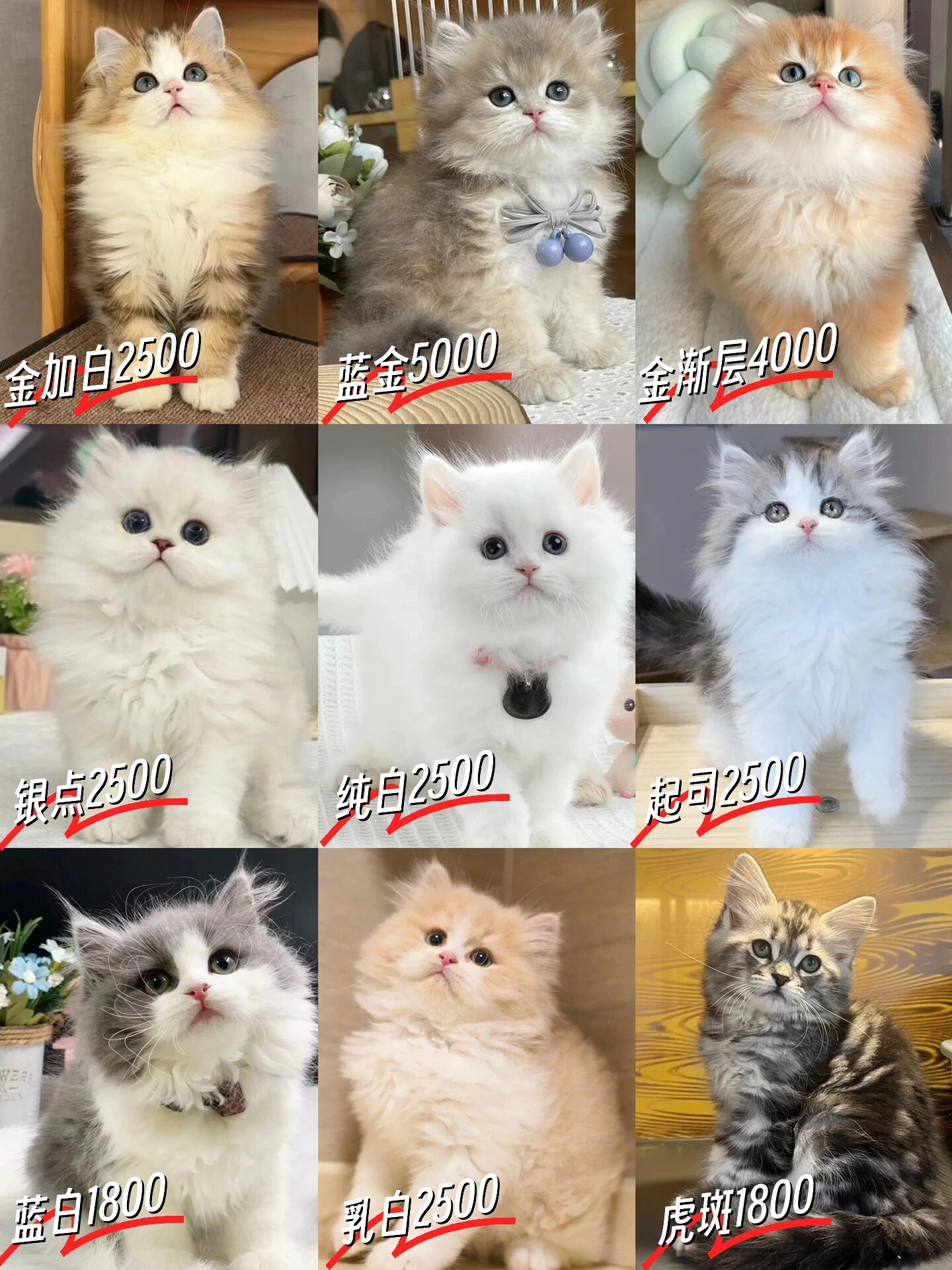 上海猫舍各个品种高地长毛英长猫咪品种大全 上海猫舍推荐 高地长毛猫