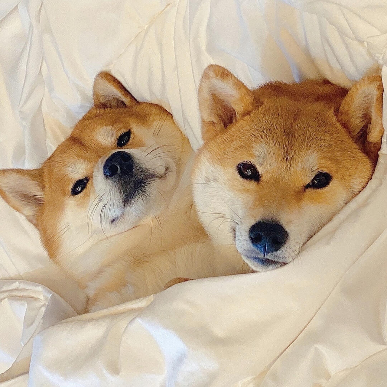 2021最新微信头像|背景图 可爱的柴犬又来啦,这次是