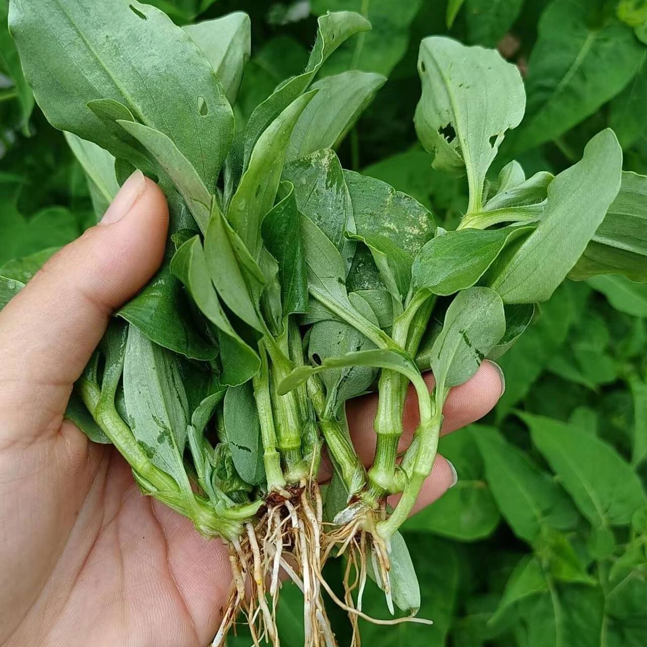 鸭舌草功效作用 功效与作用 清热解毒,凉血止血,消肿止痛 鸭舌草,既能