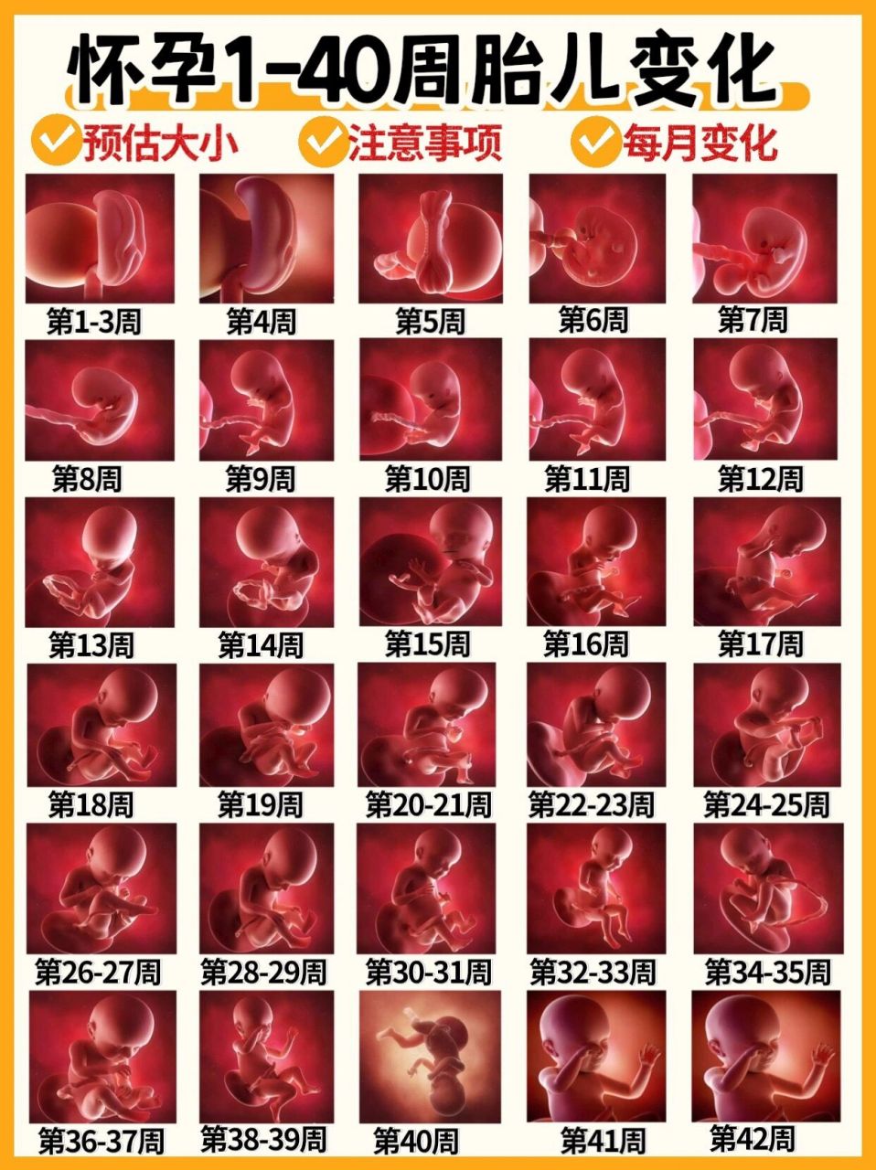 胎儿1到40周发育图片图片