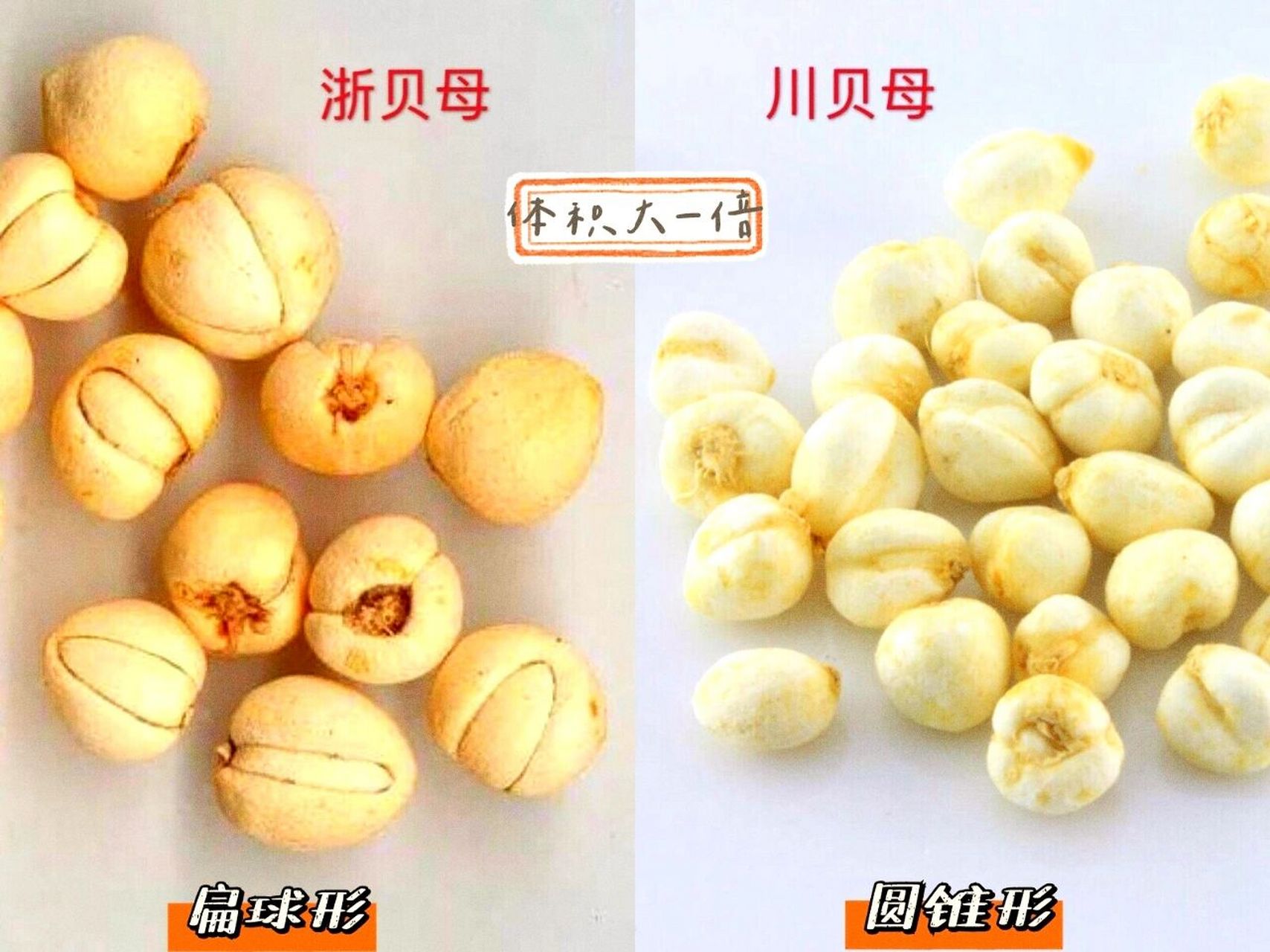 96当然,在此声明:这篇笔记所谈的川贝和浙贝都是指97人工种植
