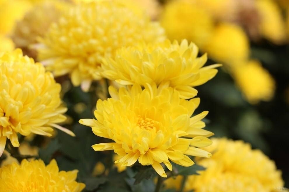 白菊花明目的效果更好.