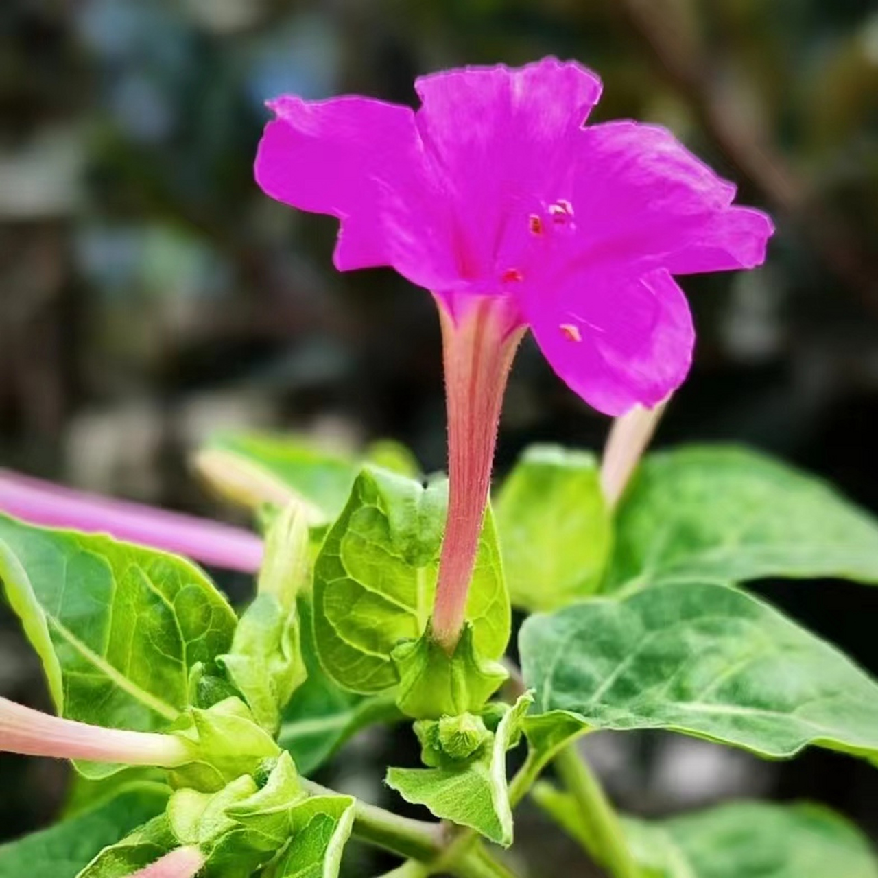 紫茉莉花图片大全大图图片