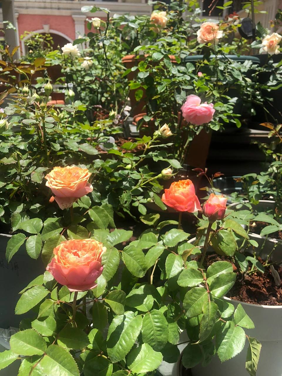 适合两广地区的温柔珊瑚心月季 花如其名 珊瑚色花心外层花瓣枚粉色