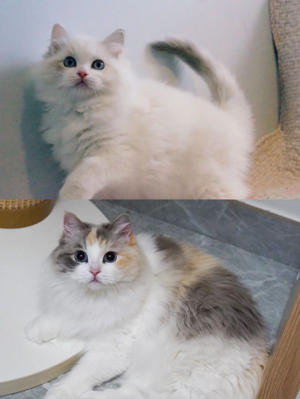 布偶猫96玳瑁色,越长大越惊艳 从两个月到四岁的蜕变 #玳瑁色布偶猫