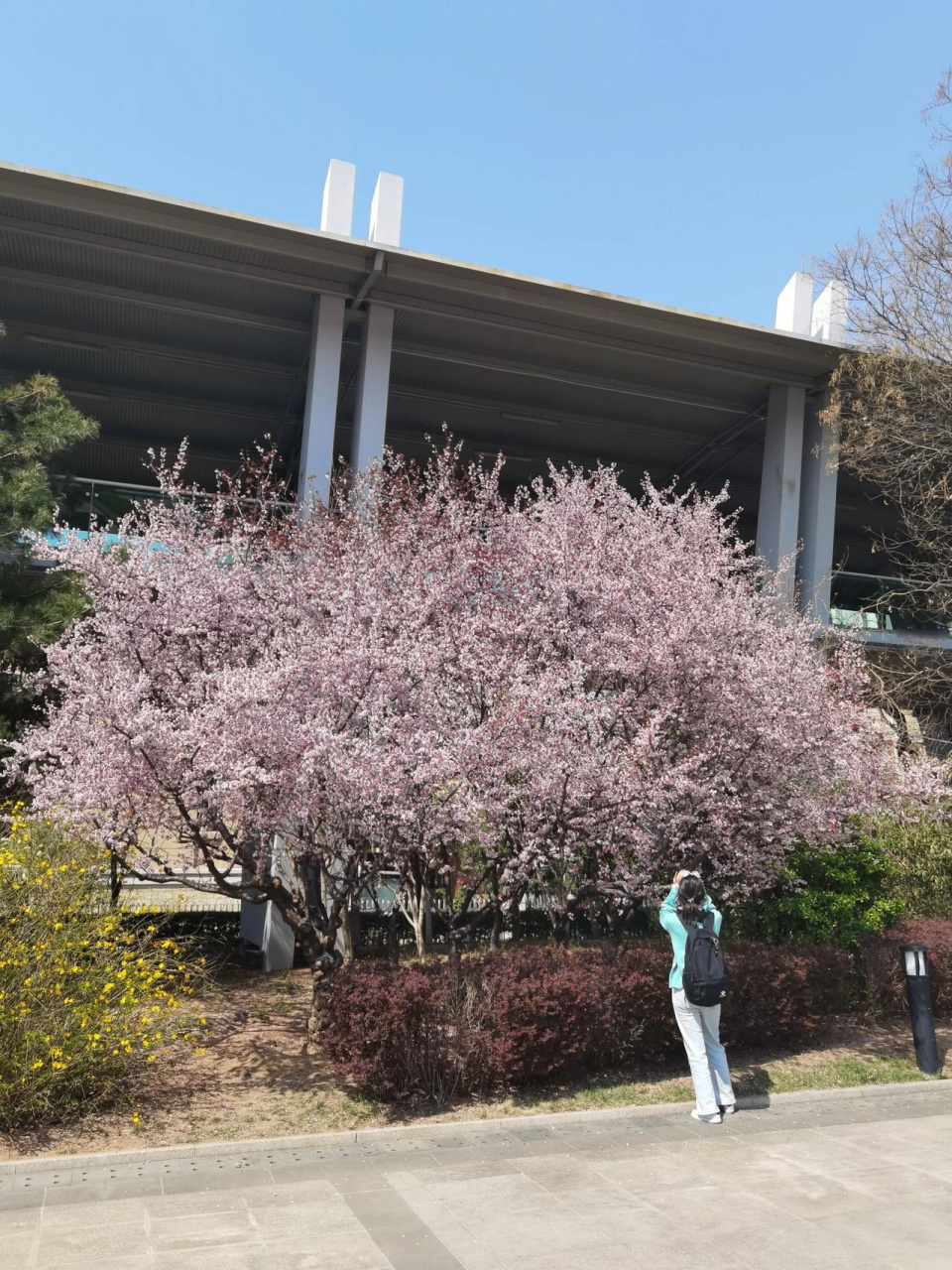花海里的城阳(新天地广场)
