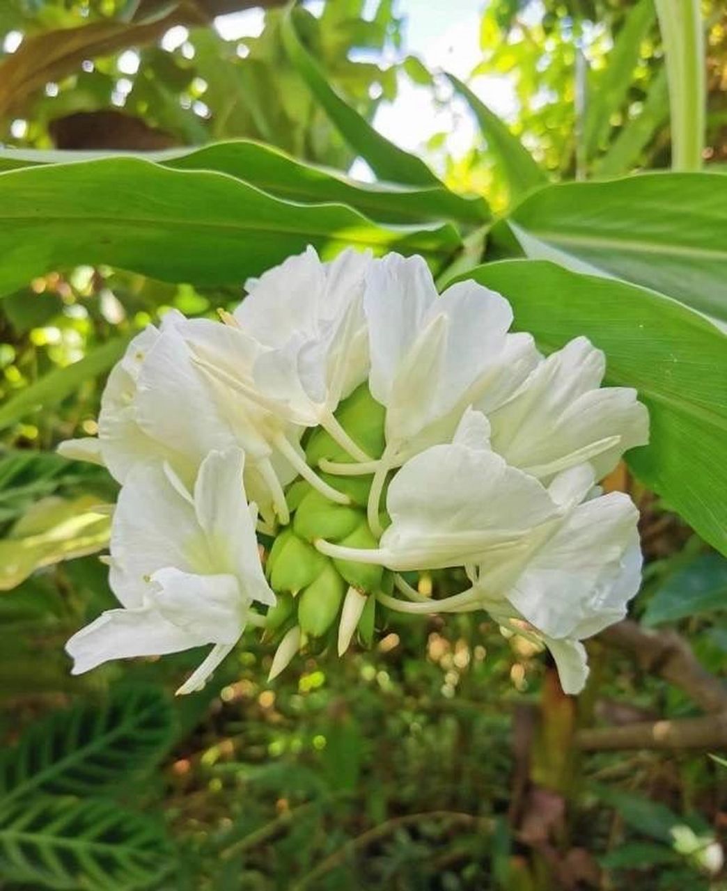 今日分享-姜花 姜花的花语是将记忆永远留在夏天,寓意着情有独钟,与世