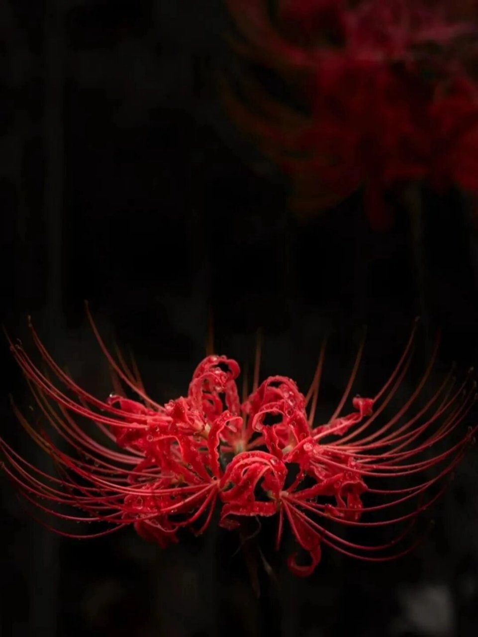 事实也确实如此,彼岸花开开彼岸,花开叶落永不见.