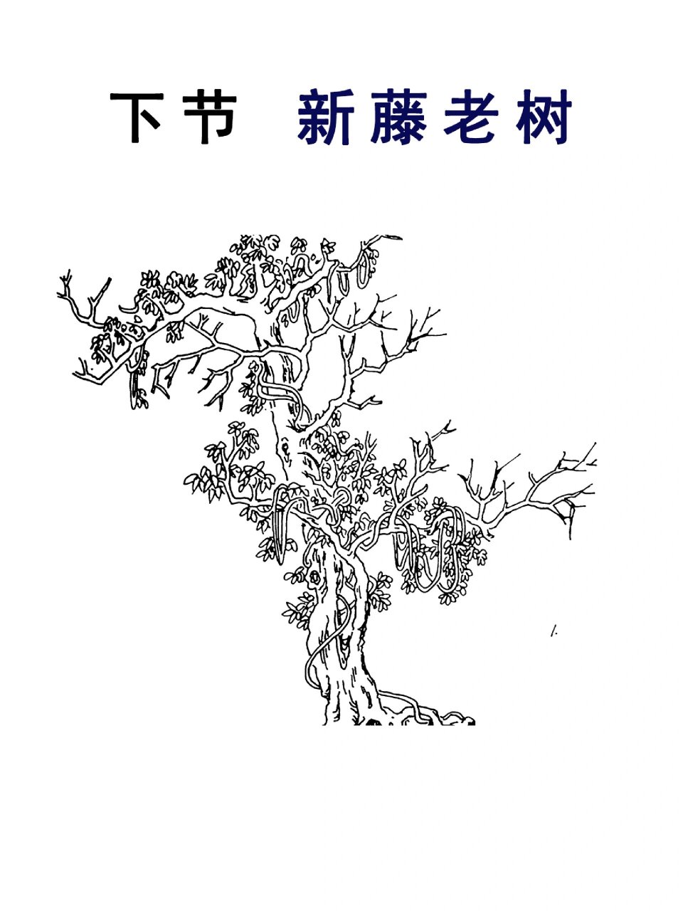 葫芦藤步骤画法详情 藤本植物要画出它们的特点,主干蜿蜒曲折充满变化