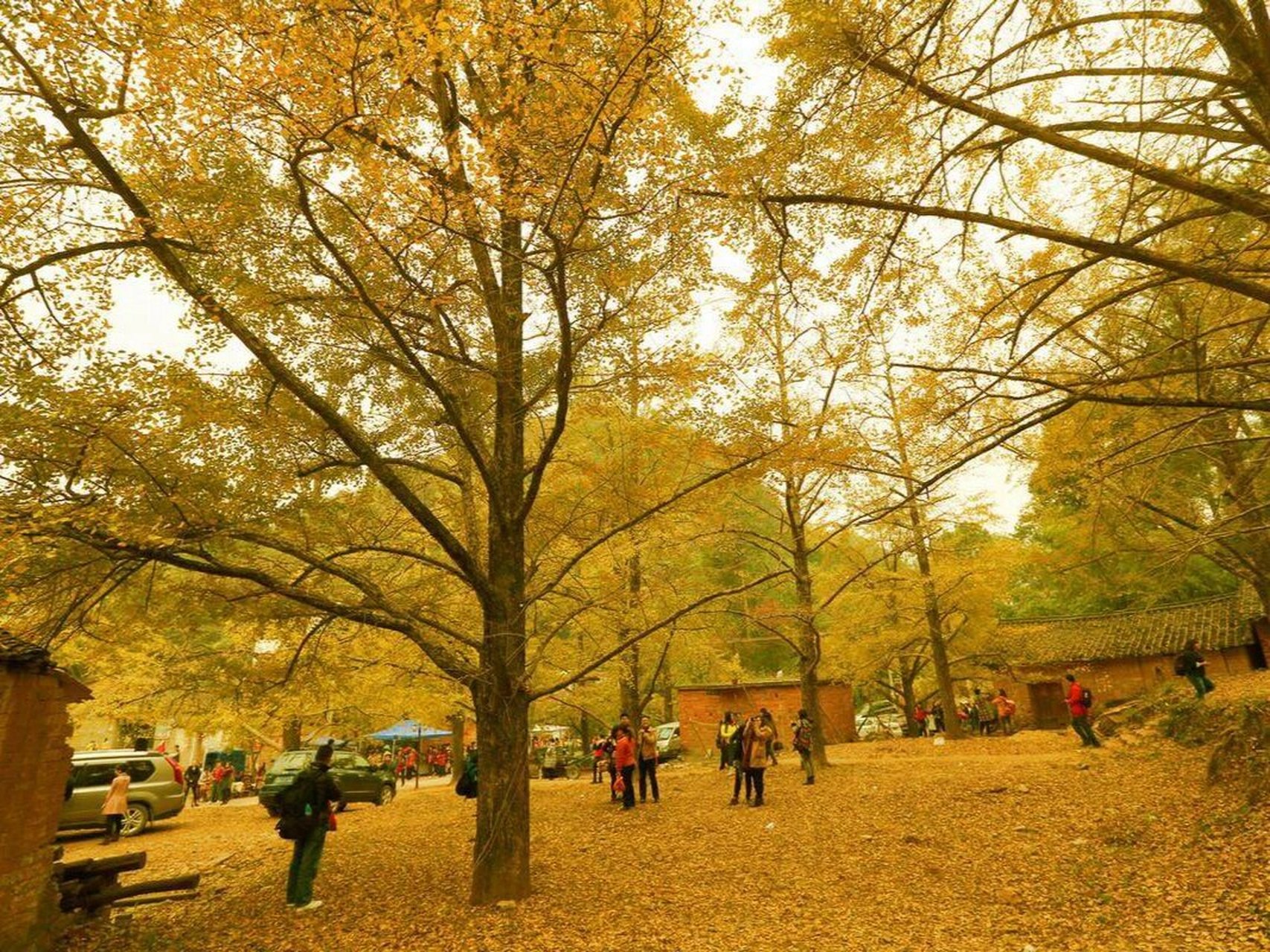 桂北绝美秋色 海洋银杏林, 位于广西桂林市灵川县海洋乡.