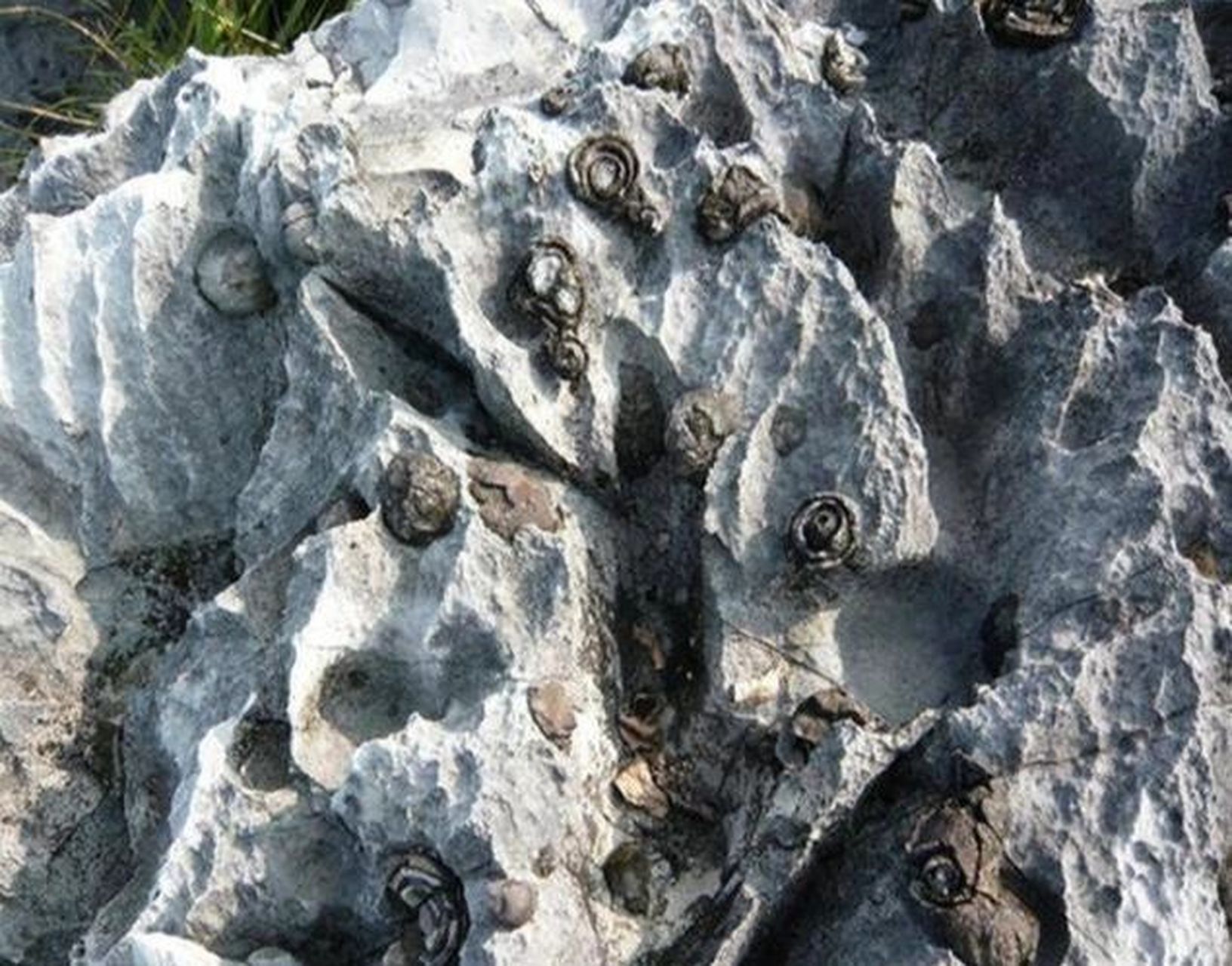 广西的石头会开花,你见过吗?