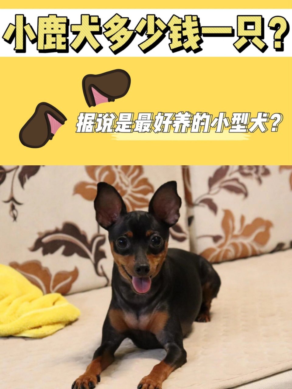 小鹿犬多少钱一只价格图片