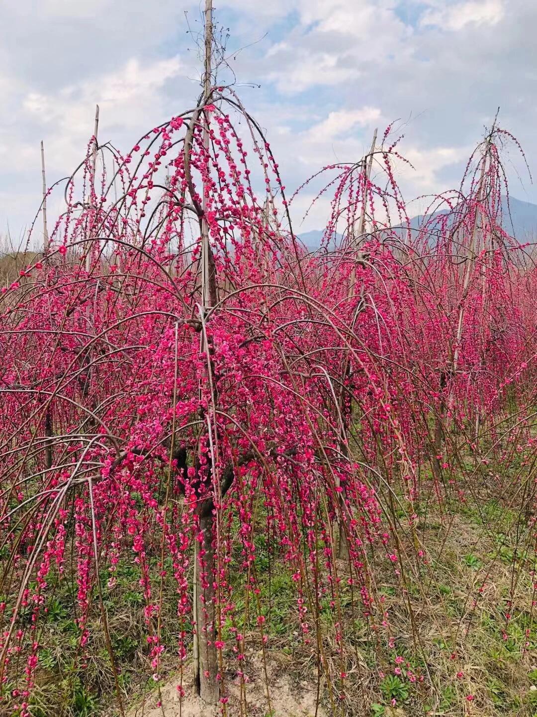 红色奥梅花的花语图片