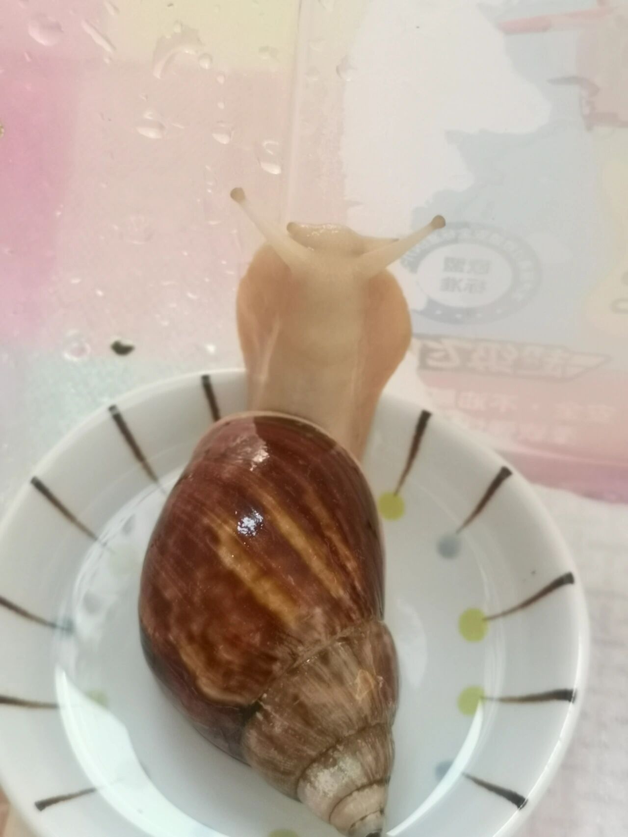 蜗牛的寿命有多久?