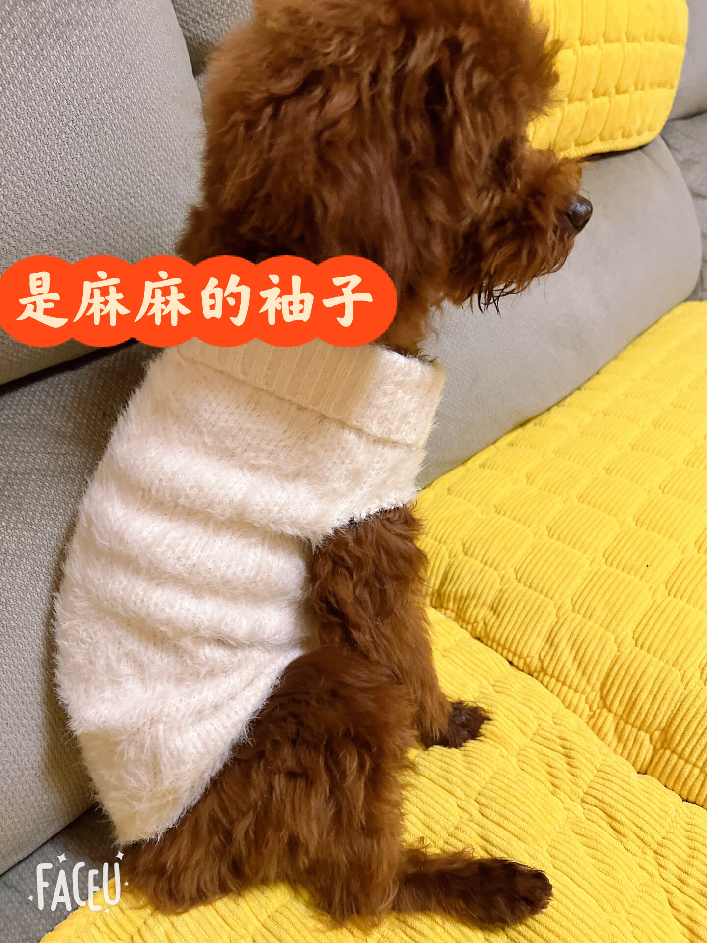 小狗的衣服怎么做步骤图片