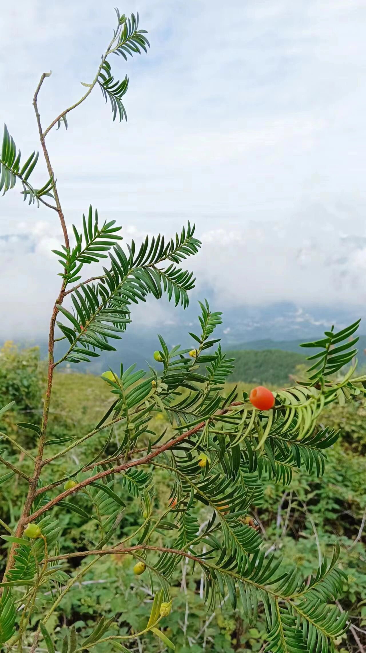 南方红豆杉果实