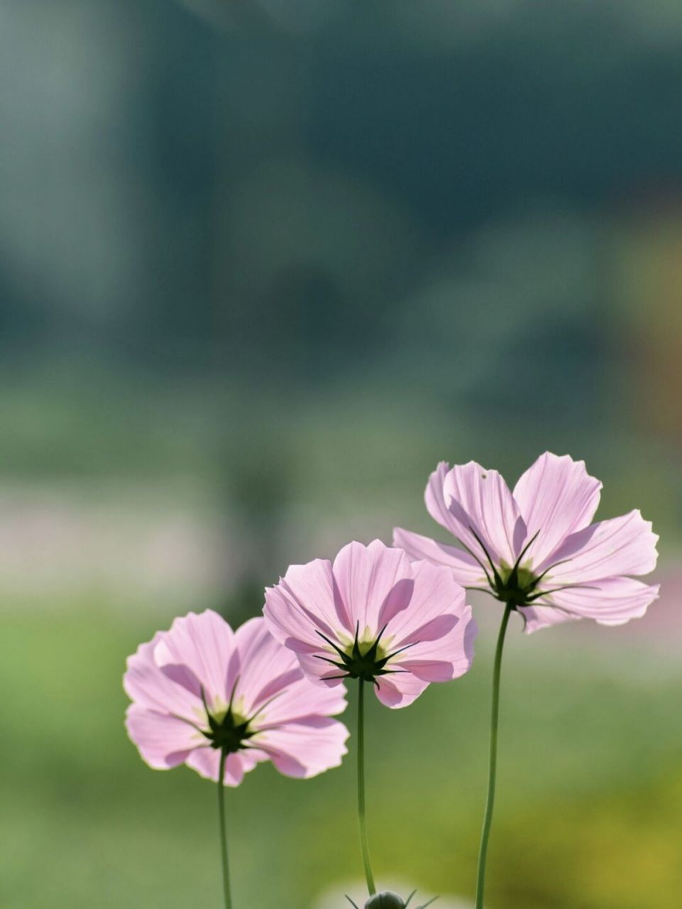 96 格桑花是来自西藏的祝福,在广袤的高原,离天最近的地方,一朵朵紫