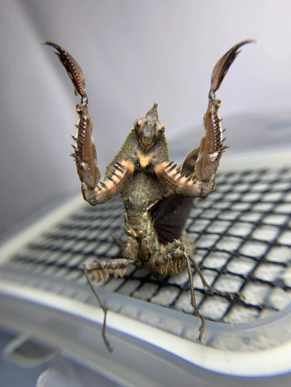 中南拟睫螳的威吓 感觉头加背板正面看起来好像刺客信条的兜帽,超级酷